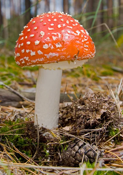 White musWhite mushroom grows in a pine foresthroom grows in a pine forest