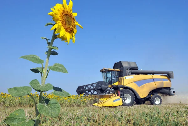 Sunflower Grows Field Harvester Harvests — Stock Photo, Image