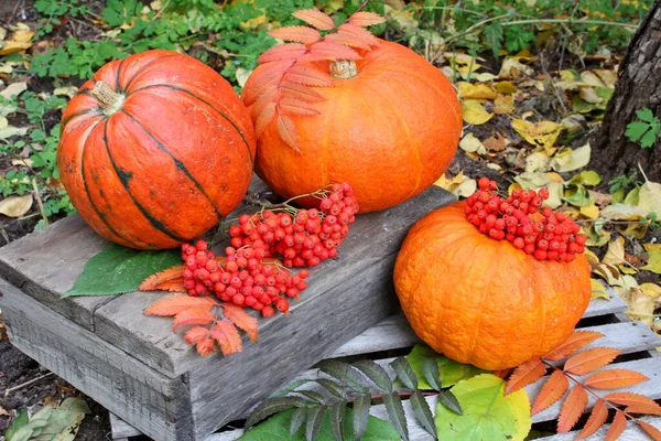 Citrouille Citrouilles Halloween Orange Automne Octobre Jardin Légumes Légumes Récolte — Photo