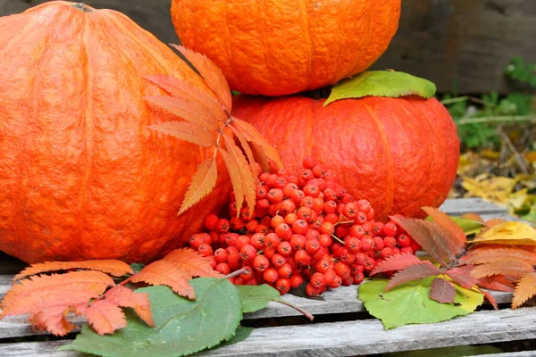 Kürbis Kürbisse Halloween Orange Herbst Oktober Garten Gemüse Gemüse Ernte — Stockfoto