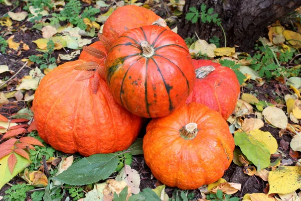 Calabaza Calabazas Halloween Naranja Otoño Octubre Jardín Verduras Vegetal Cosecha —  Fotos de Stock