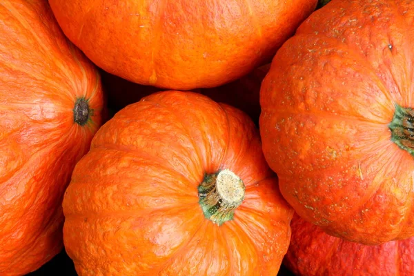 Calabaza Calabazas Halloween Naranja Otoño Octubre Jardín Verduras Vegetal Cosecha —  Fotos de Stock