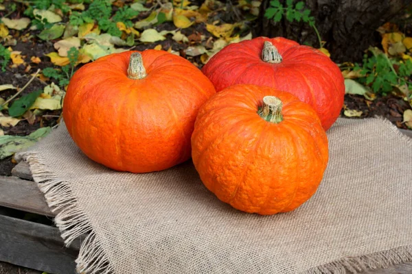 Abóbora Abóboras Halloween Laranja Outono Outubro Jardim Legumes Legumes Colheita — Fotografia de Stock