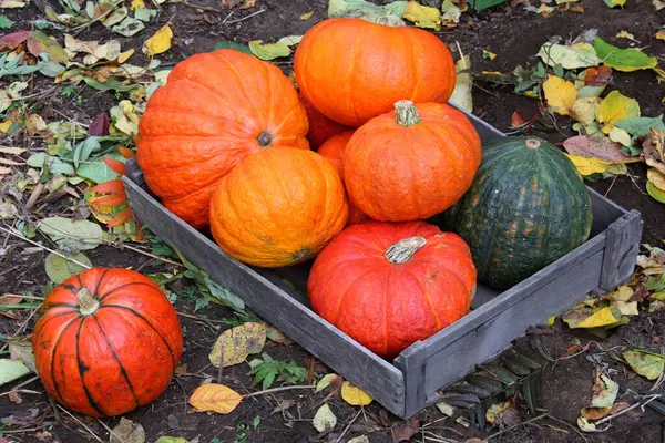 Citrouille Citrouilles Halloween Orange Automne Octobre Jardin Légumes Légumes Récolte — Photo