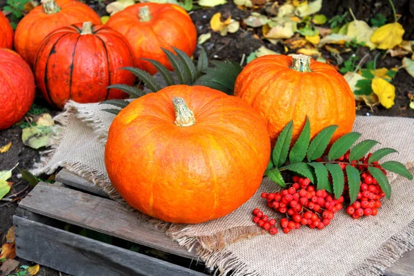 Abóbora Abóboras Halloween Laranja Outono Outubro Jardim Legumes Legumes Colheita — Fotografia de Stock