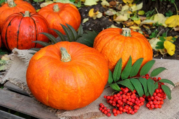 Kürbis Kürbisse Halloween Orange Herbst Oktober Garten Gemüse Gemüse Ernte — Stockfoto