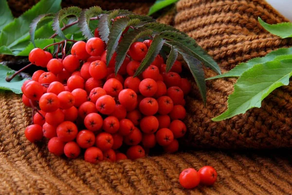 Fall Autumn Garden Season Autumn Landscape Autumn Evening Rowan Berries — Stock Photo, Image