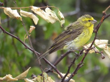 Tanzanya 'da kuş gözlemi.