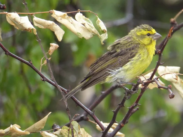 Tanzanya 'da kuş gözlemi.