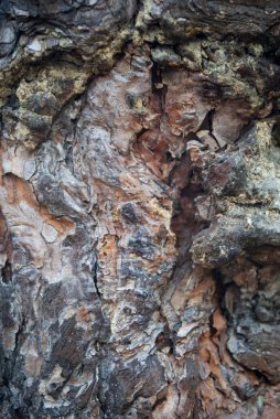 Çam Ağacı kabuğu. Doğa dokusu. Ahşap arka plan.