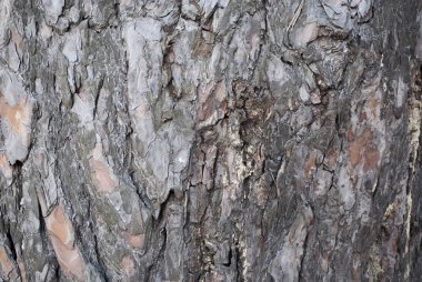 Çam Ağacı kabuğu. Doğa dokusu. Ahşap arka plan.