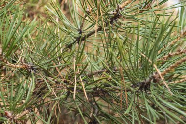 Çam dalı kurutulmuş kahverengi-sarı iğneler. Yeşil ve sonbahar sarı iğneleri ile Çam.