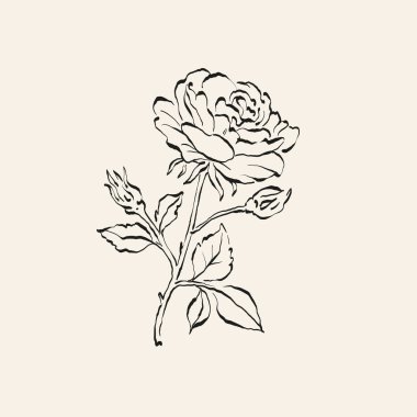 Botanik çizimi. Minimum bitki logosu, botanik çizim çizimi, çayır yeşilliği, yaprak ve çiçek açan soyut çizim elemanları koleksiyonu, köy dalı. Moda küçük dövme tasarımı, çiçek elementleri vektör illüstrasyonu