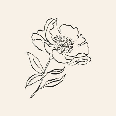 Botanik çizimi. Minimum bitki logosu, botanik çizim çizimi, çayır yeşilliği, yaprak ve çiçek açan soyut çizim elemanları koleksiyonu, köy dalı. Moda küçük dövme tasarımı, çiçek elementleri vektör illüstrasyonu