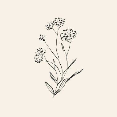 Botanik çizimi. Minimum bitki logosu, botanik çizim çizimi, çayır yeşilliği, yaprak ve çiçek açan soyut çizim elemanları koleksiyonu, köy dalı. Moda küçük dövme tasarımı, çiçek elementleri vektör illüstrasyonu