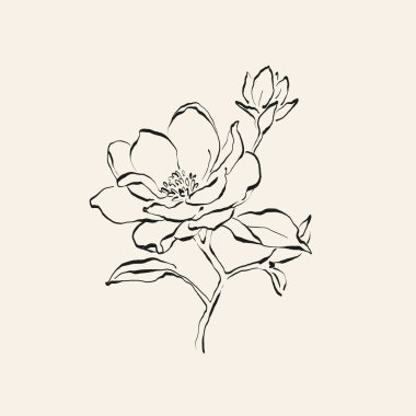 Botanik çizimi. Minimum bitki logosu, botanik çizim çizimi, çayır yeşilliği, yaprak ve çiçek açan soyut çizim elemanları koleksiyonu, köy dalı. Moda küçük dövme tasarımı, çiçek elementleri vektör illüstrasyonu