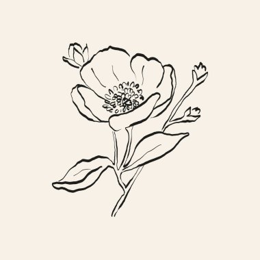 Botanik çizimi. Minimum bitki logosu, botanik çizim çizimi, çayır yeşilliği, yaprak ve çiçek açan soyut çizim elemanları koleksiyonu, köy dalı. Moda küçük dövme tasarımı, çiçek elementleri vektör illüstrasyonu