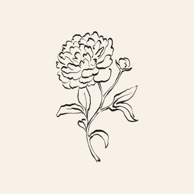 Botanik çizimi. Minimum bitki logosu, botanik çizim çizimi, çayır yeşilliği, yaprak ve çiçek açan soyut çizim elemanları koleksiyonu, köy dalı. Moda küçük dövme tasarımı, çiçek elementleri vektör illüstrasyonu