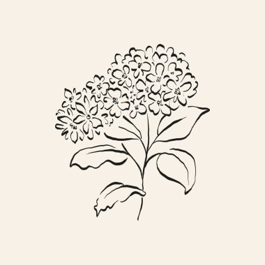 Botanik çizimi. Minimum bitki logosu, botanik çizim çizimi, çayır yeşilliği, yaprak ve çiçek açan soyut çizim elemanları koleksiyonu, köy dalı. Moda küçük dövme tasarımı, çiçek elementleri vektör illüstrasyonu