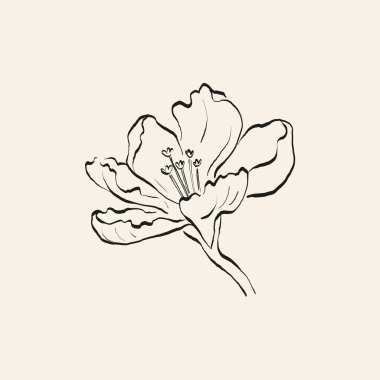 Botanik çizimi. Minimum bitki logosu, botanik çizim çizimi, çayır yeşilliği, yaprak ve çiçek açan soyut çizim elemanları koleksiyonu, köy dalı. Moda küçük dövme tasarımı, çiçek elementleri vektör illüstrasyonu