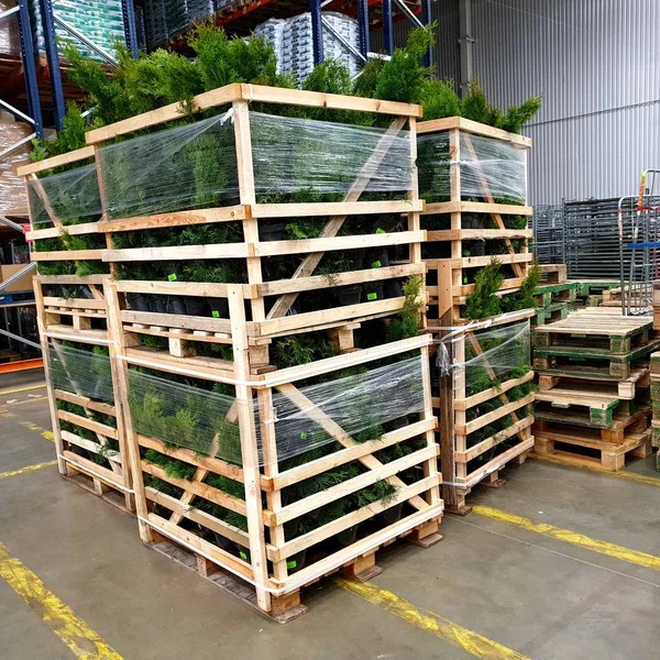 warehouse containers with flowers, floral containers in stock, pallets with plants