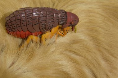Golden retriever köpek kürk üzerinde büyük yapay Pire