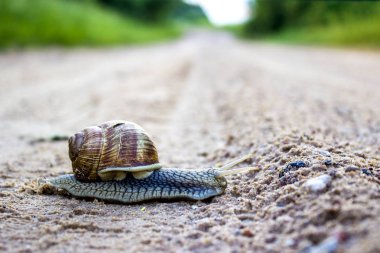 Cochlea makro yakın plan bulanık toprak yolda. Helix pomatia bir Roma salyangozu bir Burgonya salyangozu, yenilebilir koklea veya escargot, büyük yenilebilir hava kurutma salyangoz. Metin için boş alan