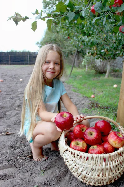 Autumn gathering apples on the farm. Little girl with long blond hairs the girl holds out an apple. Child collect fruit in the basket. Outdoor fun for kids. Autumn harvest of apples