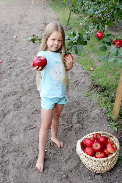 Autumn gathering apples on the farm. Little girl with long blond hairs the girl holds out an apple. Child collect fruit in the basket. Outdoor fun for kids. Autumn harvest of apples