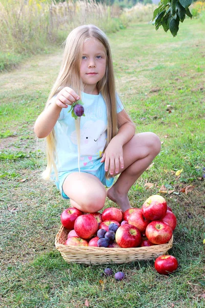 Autumn gathering fruits on the farm. Little girl with long blond hairs the girl shows offers plums and apples. Outdoor fun for kids. Autumn harvest of plums and apples in basket
