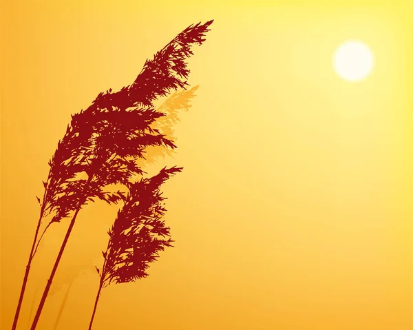 Fond de coucher de soleil avec silhouette végétale et espace de copie . — Image vectorielle