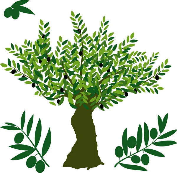 Символ оливкового дерева, с подробными ветвями и фруктами . — стоковый вектор