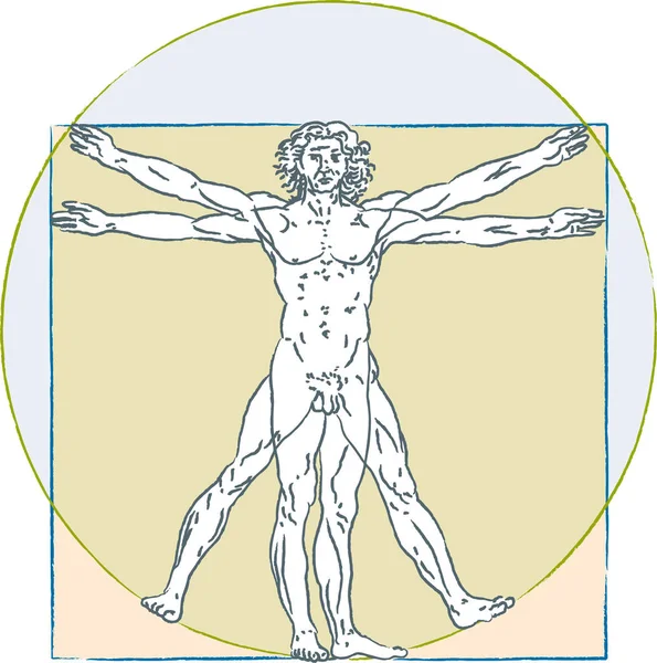 Leonardo Da Vinci vitruvian man. Human body proportions standard. — Stock Vector