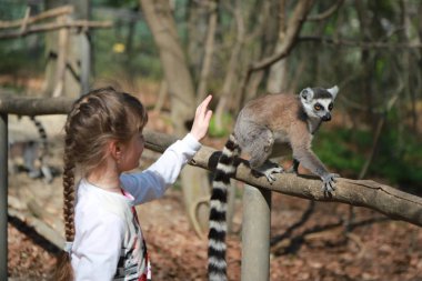Sarı saçlı bir genç kız bir örgü toplandı, onu inme için lemur elini uzanır. Yüzük kuyruklu lemur bir kadın çocuğun yanında bir şube oturuyor