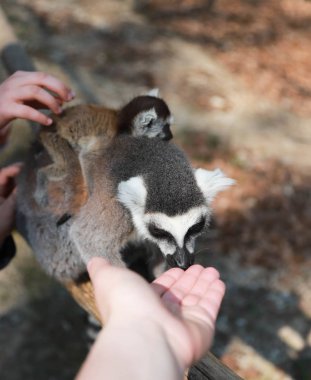 Arka tarafta küçük şirin bir bebeği olan bir yüzük kuyruklu lemur anne ahşap bir kiriş üzerinde oturuyor ve bir çocuğun elini yalıyor. Lemur bir adamın çocuğunu yıkıyor.