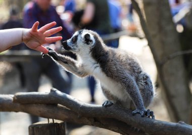 Küçük bir lemur ahşap bir ışın üzerinde oturur ve küçük bir çocuğun elini tutar. Lemur küçük bir çocuğun parmağını tutuyor.