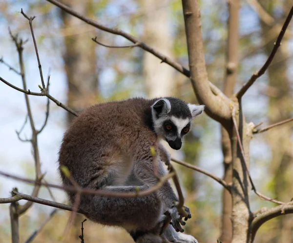 Lemur s prstenem sedí sám ve stromě — Stock fotografie