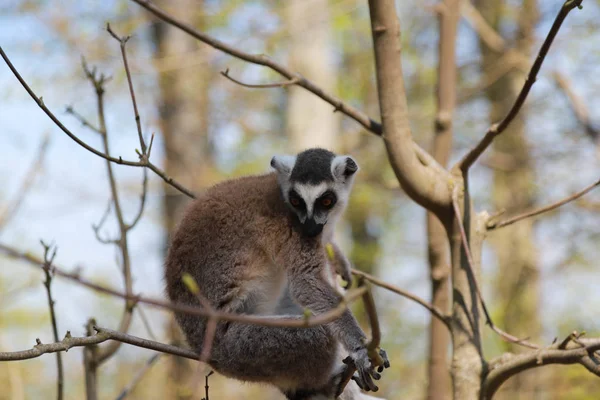 Lemur face portrait, sitting on a tree branch — Stock Photo, Image