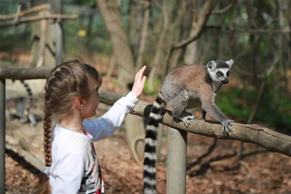 Mladá dívka se světlými vlasy se shromáždila v copu a položila ruku na lemur, aby ji vylovila. Lemur na větvi vedle ženského dítěte — Stock fotografie