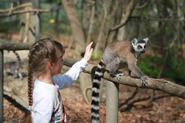 En ung flicka med blont hår samlades i en fläta, sträcker sin hand till Lemur att stroke det. Ringstjärtad Lemur sitter på en gren bredvid ett kvinnligt barn — Stockfoto