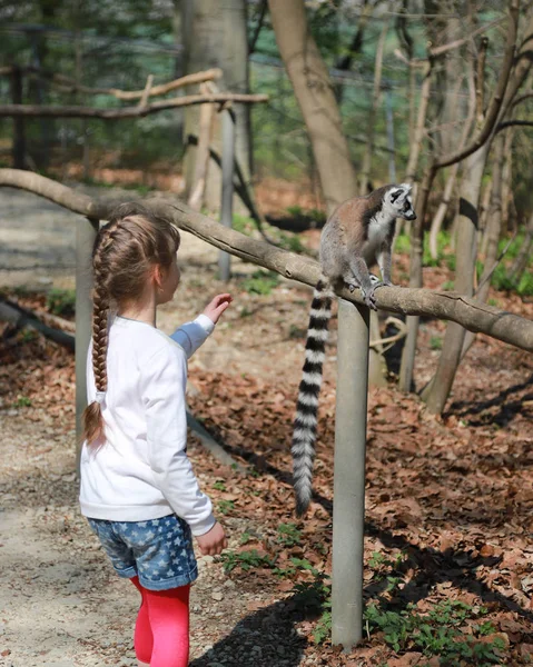 Une jeune fille aux cheveux blonds rassemblés dans une tresse, tend la main au lémurien pour le caresser. Lémurien à queue cerclée assis sur une branche à côté d'une enfant femelle — Photo