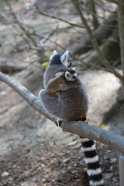 Ring-tailed lemur mother with baby on the back — Stock Photo, Image