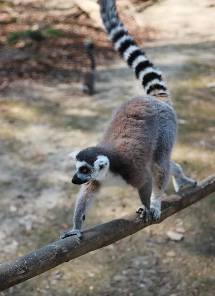 Na dřevěném paprsku se vytrápěte osamělým lemur. Lemur jde na strom — Stock fotografie