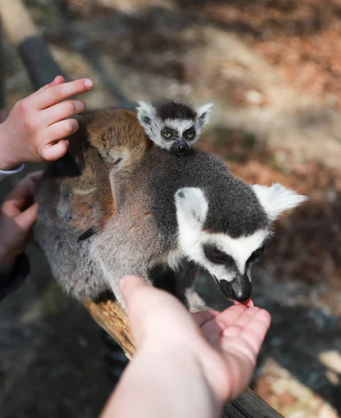 Une maman lémurienne à queue cerclée avec un petit bébé mignon sur le dos est assise sur une poutre en bois et lèche la main d'un enfant. Lémurien laver l'enfant d'un homme — Photo