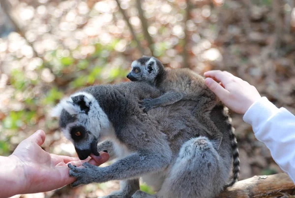 En ringstjärtad Lemur mamma med en liten söt bebis på ryggen sitter på en träbalk och slickar handen på ett barn. Lemur tvätta en mans barn — Stockfoto