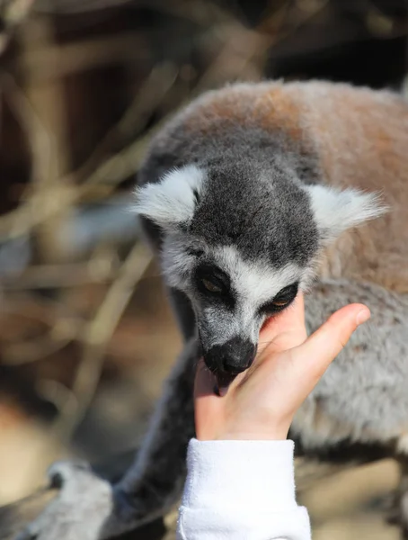 Zazvonění lemur olizuje ruku dítěte — Stock fotografie