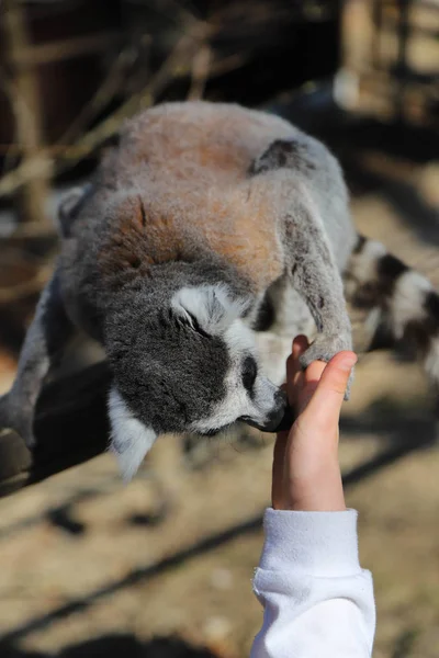 Lemur sklonil hlavu a olizuje ruku dítěte — Stock fotografie