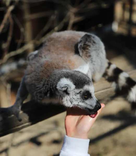 Lemur sklonil hlavu a olizuje ruku dítěte. Lemur v kruhu — Stock fotografie