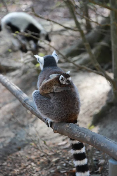 Mãe lêmure-de-cauda-anelada com um bebezinho bonito nas costas sentado em uma viga de madeira. Uma família de lêmures se senta em um pau de madeira . — Fotografia de Stock