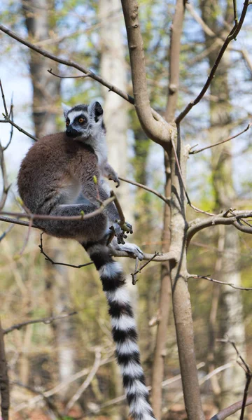 Lemur s prstenem sedí sám ve stromě — Stock fotografie